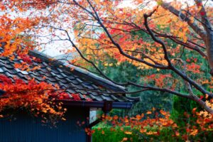 A traditional Japanese roof is partially covered by red and orange autumn leaves, with tree branches in the foreground and green foliage in the background—a serene reminder of the importance of roof maintenance, especially as fall ushers in storm season.